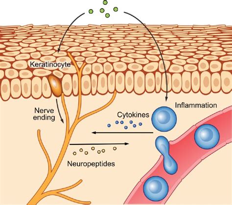 itchy traduzione|how does an itch happen.